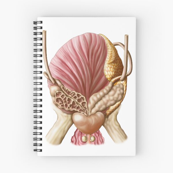 Item preview, Posterior view of urinary bladder showing seminal vesicles. designed and sold by StocktrekImages.