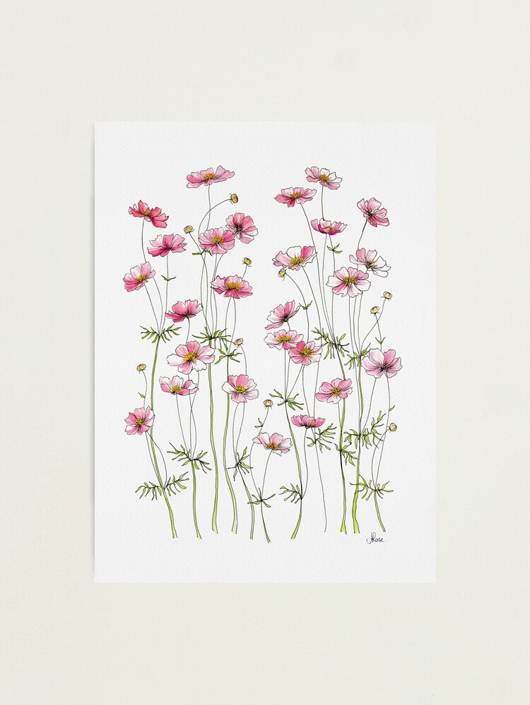 Thumbnail 2 of 3, Photographic Print, Pink Cosmos Flowers designed and sold by JRoseDesign.