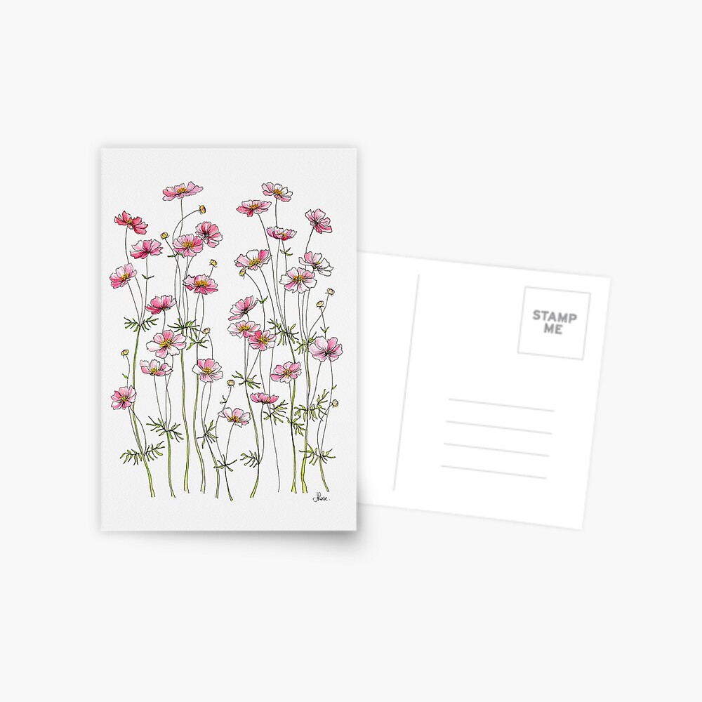 Pink Cosmos Flowers Postcard