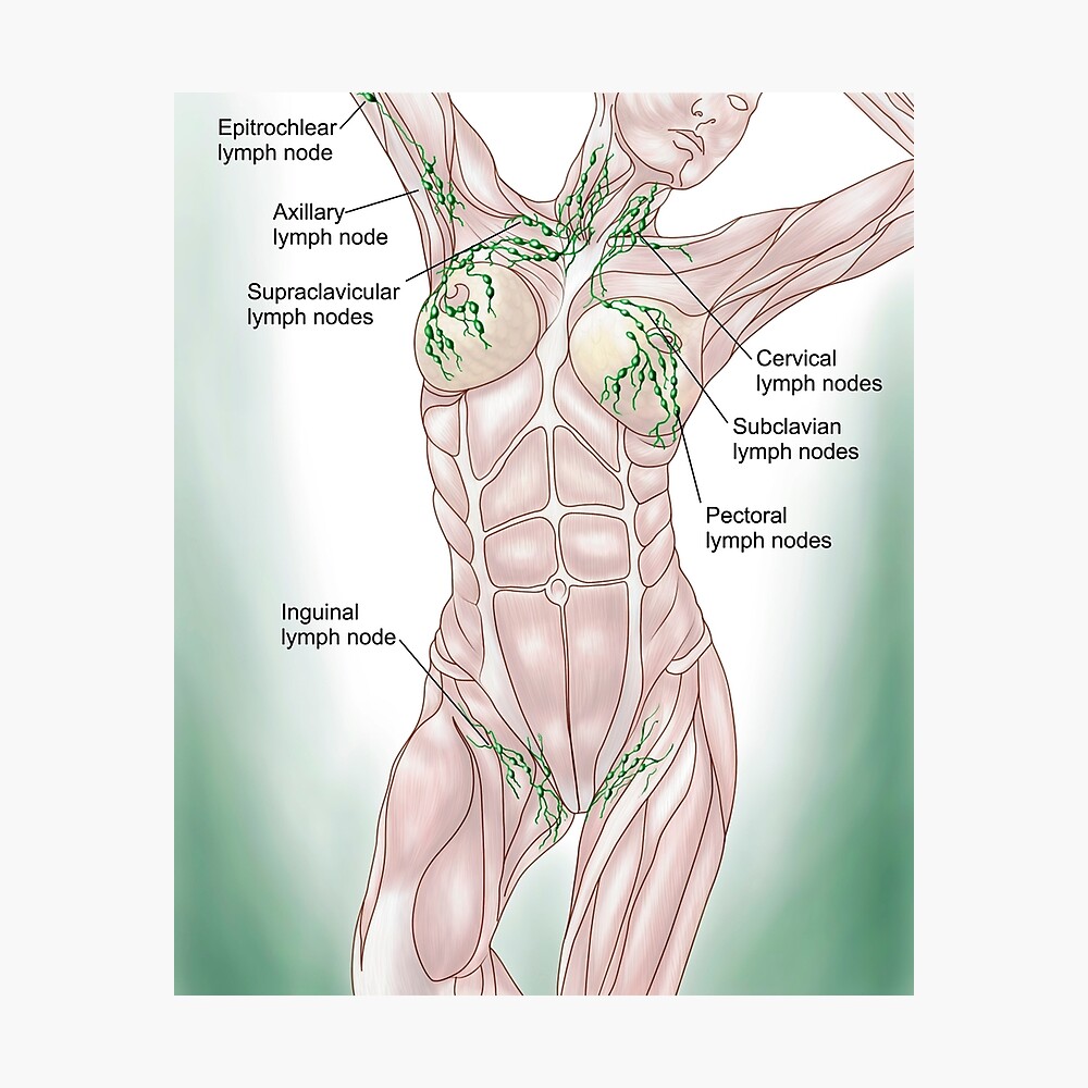 Surface Anatomy: Lymphatics and Vessels of the Breast