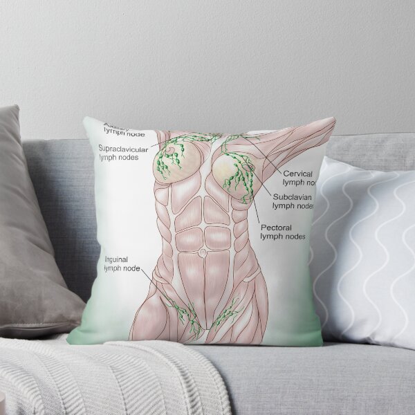 Item preview, Anatomy of superficial (surface) lymphatics. designed and sold by StocktrekImages.
