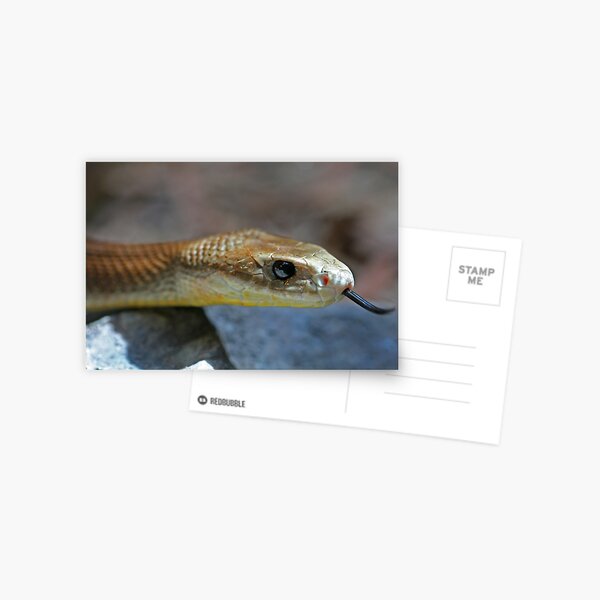 Item preview, Coastal Taipan 2 designed and sold by Mark Snelson.
