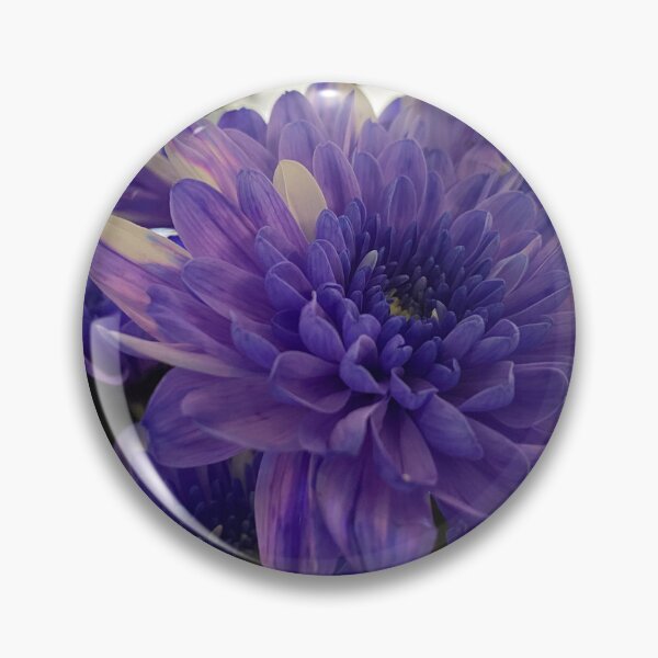 Item preview, Primer plano de una flor de crisantemo púrpura designed and sold by Sinemathk.