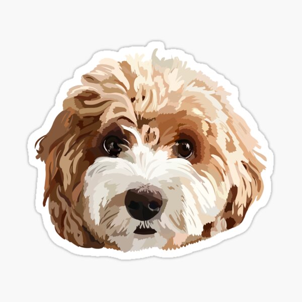 Cavoodle gifts store