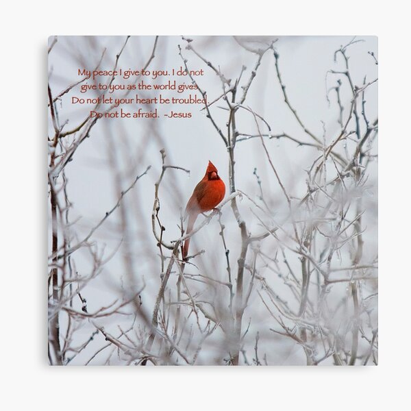 Let not your heart be troubled - Winter Cardinal Metal Print