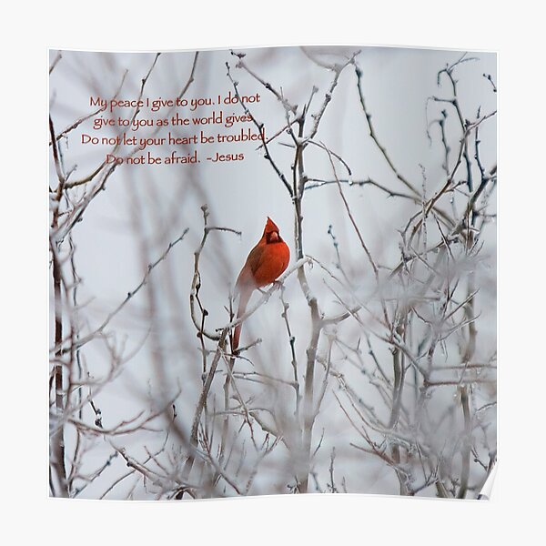 No dejes que tu corazón se turbe - Winter Cardinal Póster