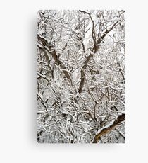 Spindly Snow Gums under fresh snow Canvas Print