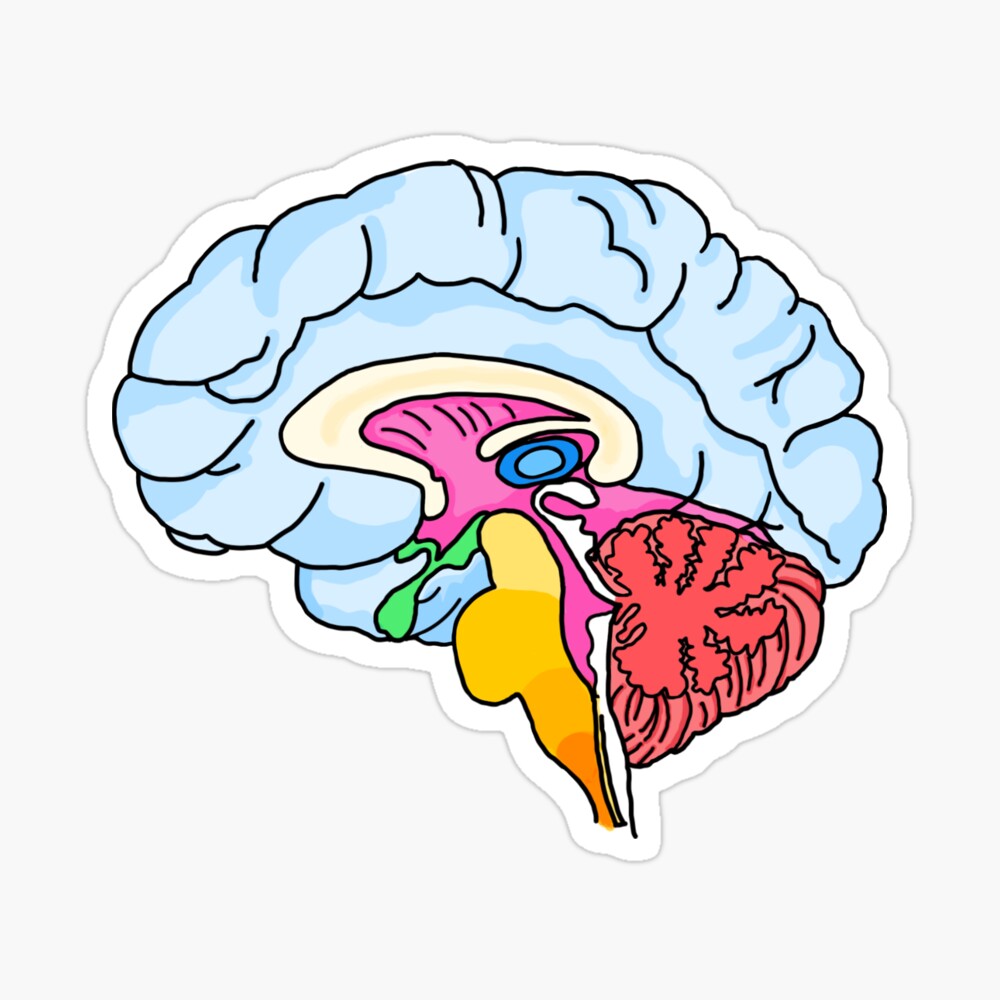 Human Brain Diagram Drawing Easy | How To Draw Human Brain Anatomy Drawing  | मानव मस्तिष्क का चित्र - YouTube