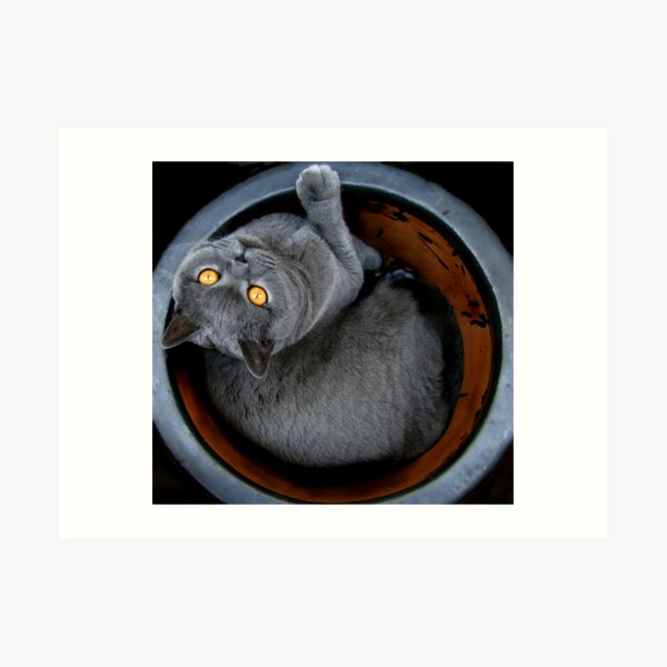 Cattitude Art Print