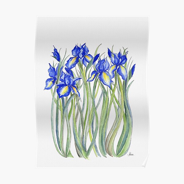 Blue Iris, Illustration Poster