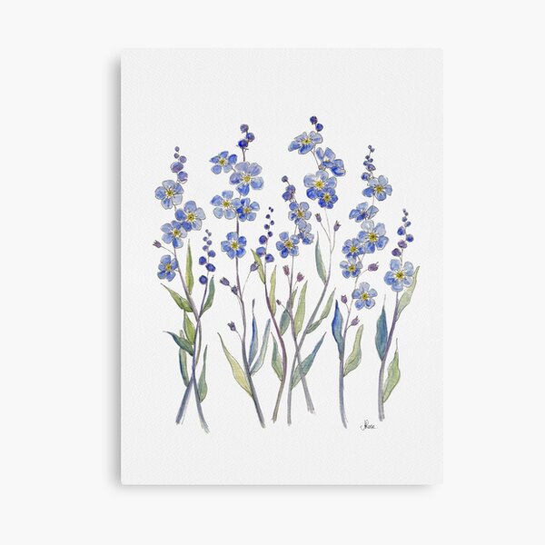 Blue Forget Me Not Blooms Canvas Print