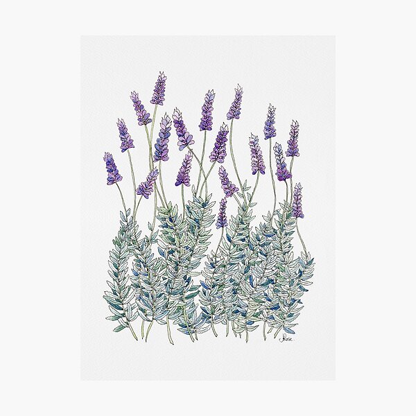 Lavender, Illustration Photographic Print