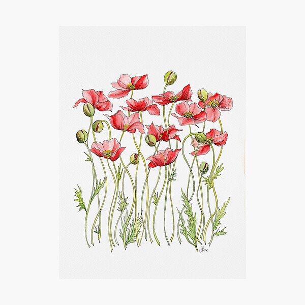Red Poppies, Illustration Photographic Print