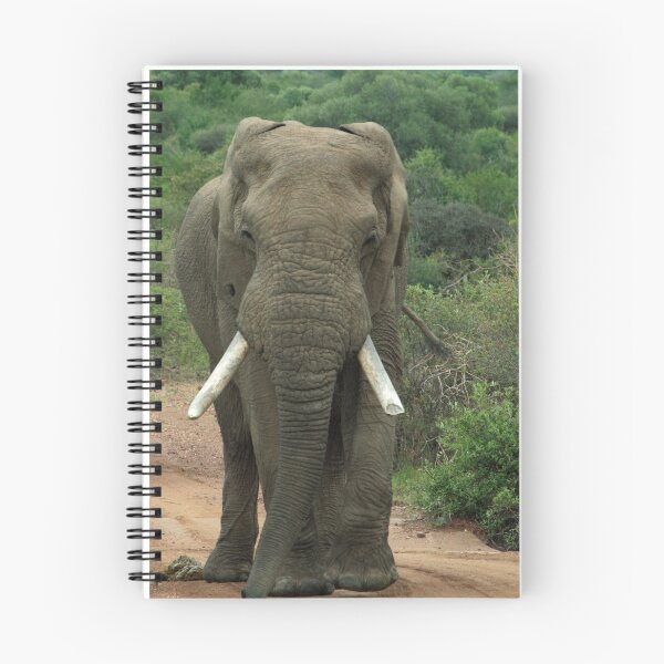 Aperçu de l'œuvre Réserve de chasse du Pilanesberg # créée et vendue par MarkBraham.