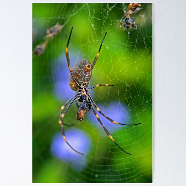 Item preview, Golden Orb Weaver 2 designed and sold by Mark Snelson.