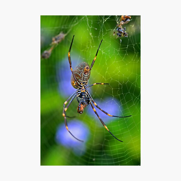 Item preview, Golden Orb Weaver 2 designed and sold by Mark Snelson.