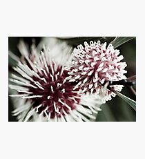 Hakea Flowers Photographic Print