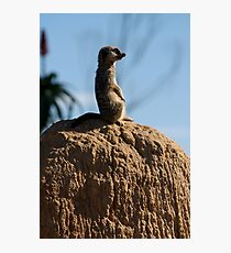 Meerkat Photographic Print