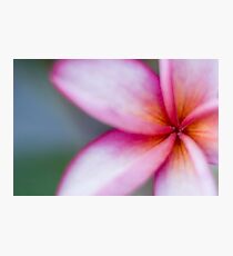 Frangiapani Photographic Print