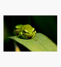 Frog 3 Photographic Print