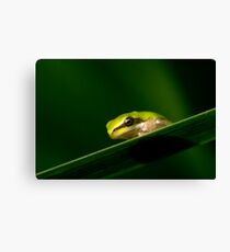Frog 1 Canvas Print