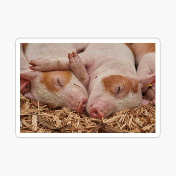 Item preview, Two cute sleeping pigs designed and sold by cabgodfrey.