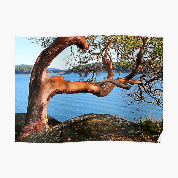 Summer and an Arbutus tree Poster