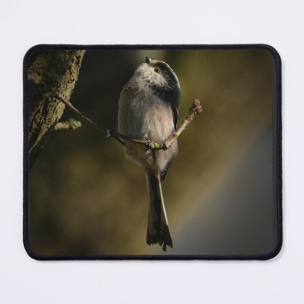 Item preview, Long Tailed Tit in Early Morning Sunlight designed and sold by ClaireChown.
