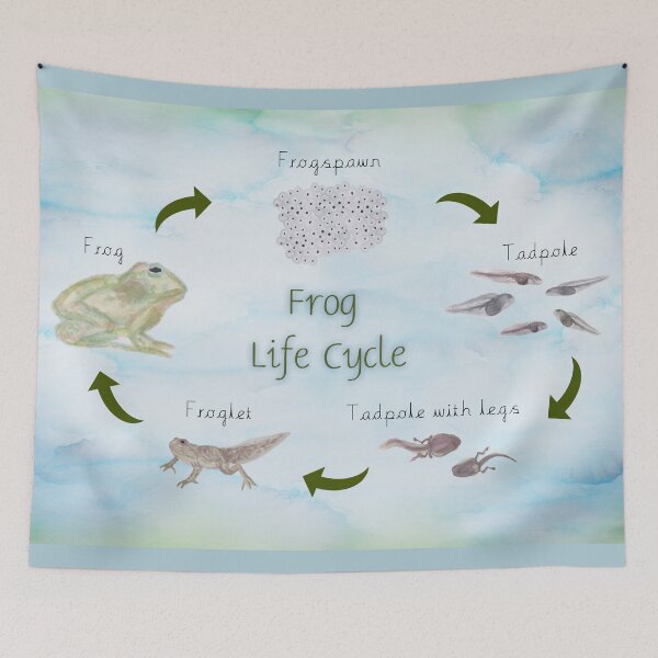 Item preview, Frog Life Cycle designed and sold by RainbowRye.