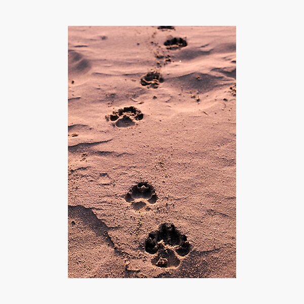 Item preview, Footprints in the Sand designed and sold by sid8chris.
