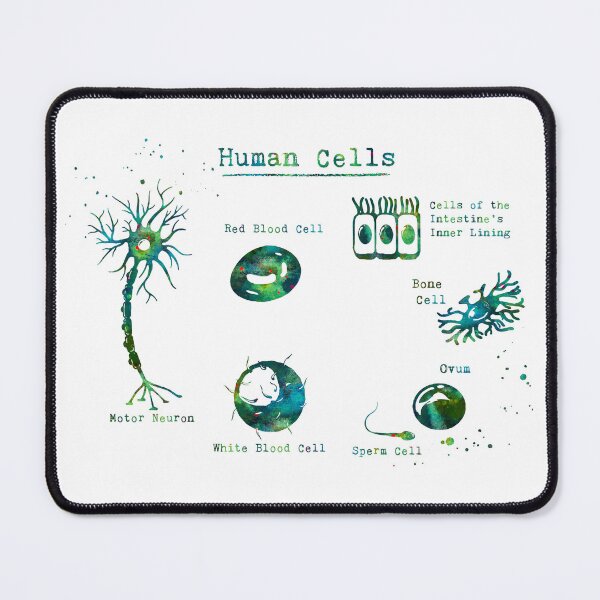 Item preview, Human Cell Types Anatomy designed and sold by EvasDreams.