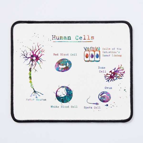 Item preview, Human Cell Types Anatomy designed and sold by EvasDreams.