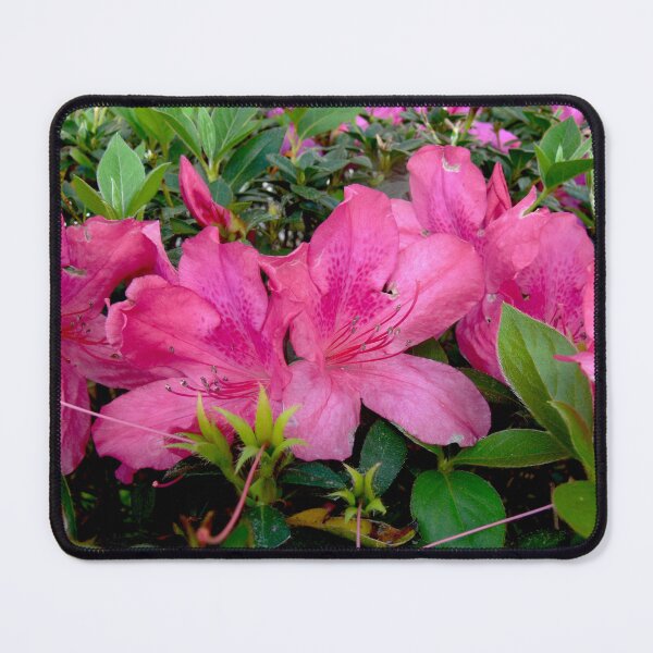 Item preview, Pink Azaleas designed and sold by Monika's Shop.