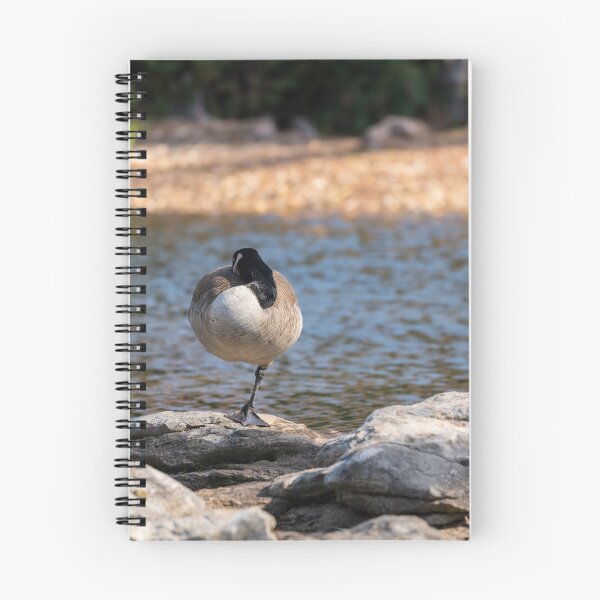 Item preview, Canadian Goose Sleeping On One Leg designed and sold by mljdwhite.