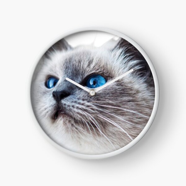 Cute Cat Videos Clocks for Sale | Redbubble