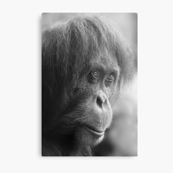 Orangutan Metal Print