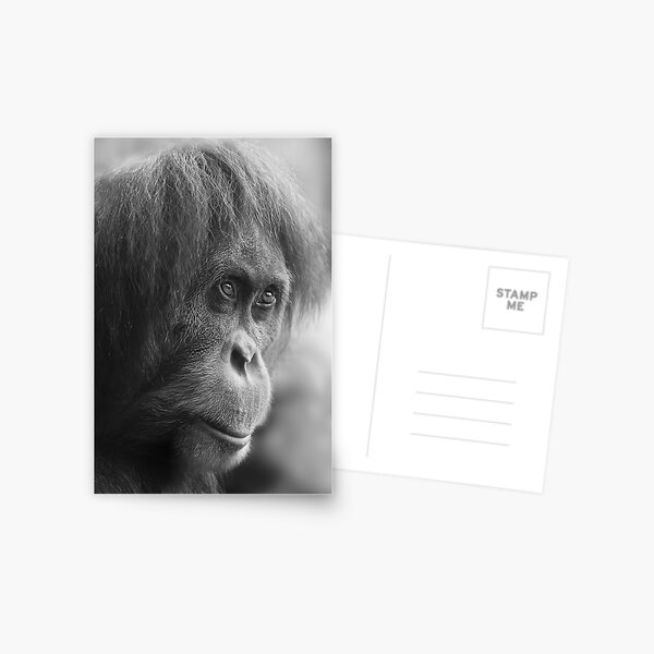 Orangutan Postcard