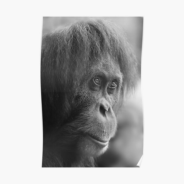 Orangutan Poster