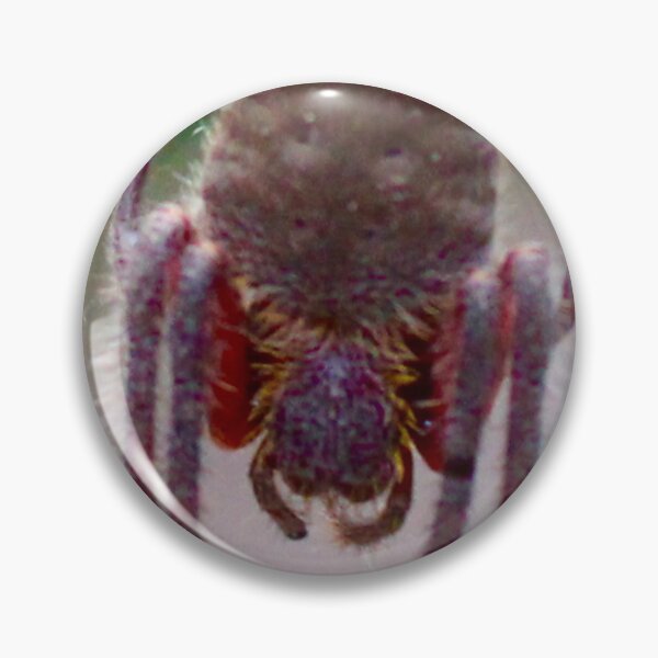 Item preview, Orb Weaver Spider Hanging out in the Bush! designed and sold by Mickangelhere.