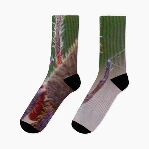 Item preview, Orb Weaver Spider Hanging out in the Bush! designed and sold by Mickangelhere.