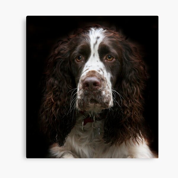 Springer Spaniel Canvas Print