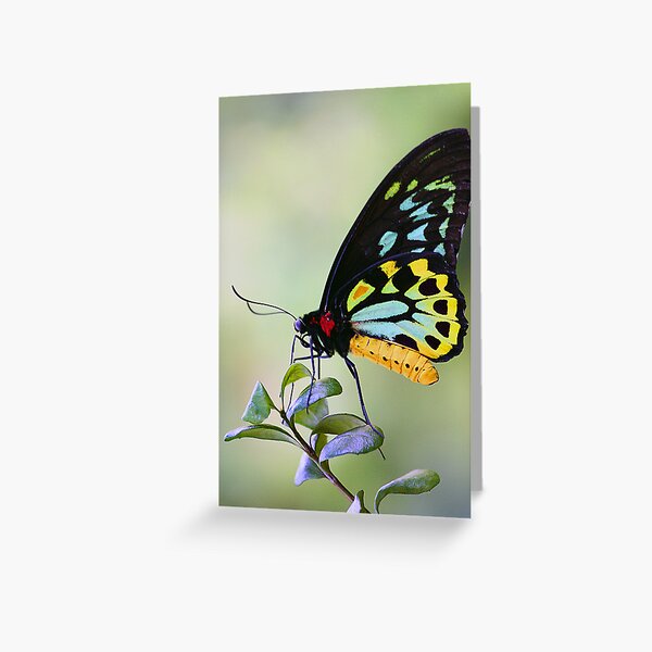 Butterfly Greeting Card