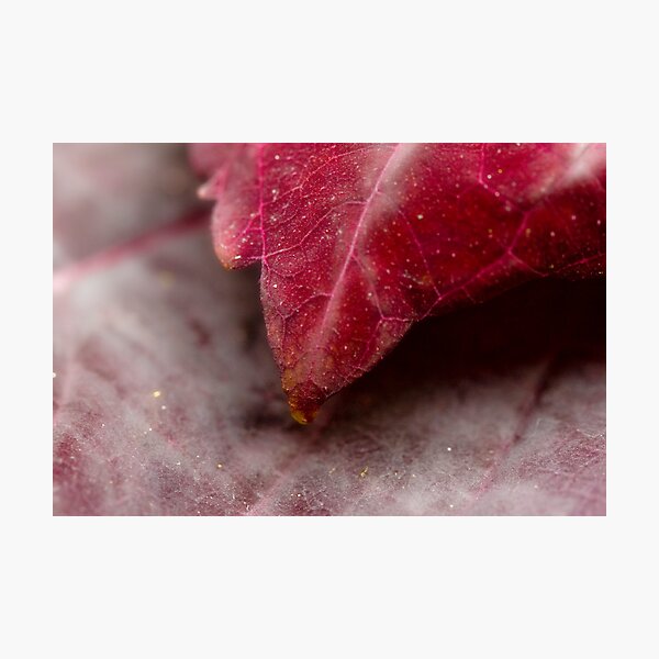 Texture Photographic Print