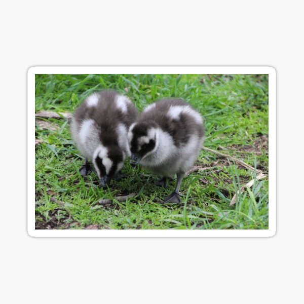 Item preview, Cape Barren Goslings designed and sold by Leanne Davis.