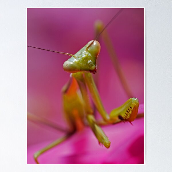 Item preview, Pretty in Pink designed and sold by Frank Yuwono.