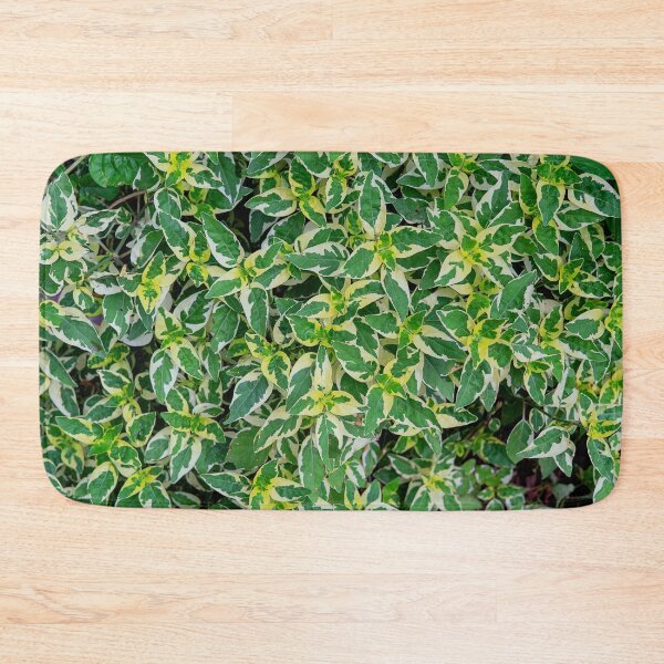 Item preview, Coleus Plant Leaves designed and sold by likbatonboot.