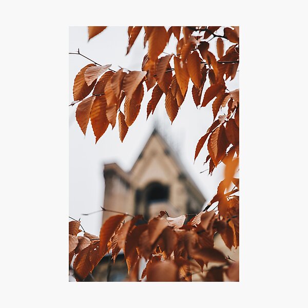 Fall leaves at UofT Photographic Print
