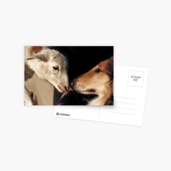 The Sheepdog Postcard