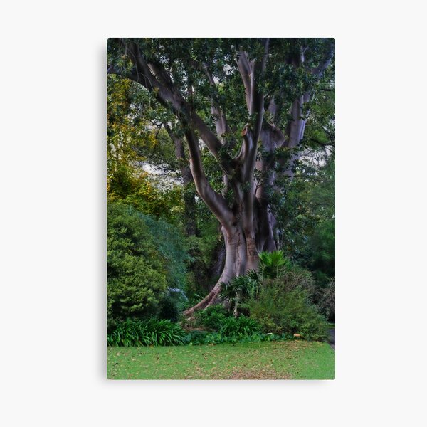 Enchantment Canvas Print