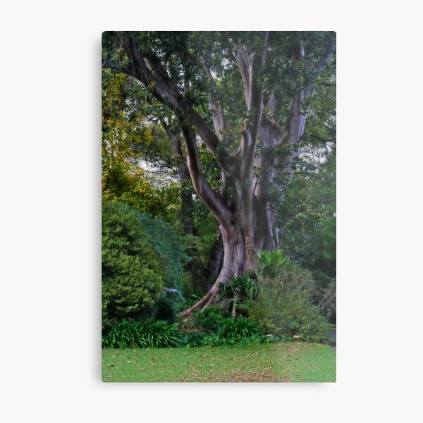 Enchantment Metal Print